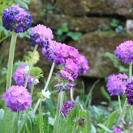 Wohlfuehloase Fuer Und Gartenliebhaber * Walkenried